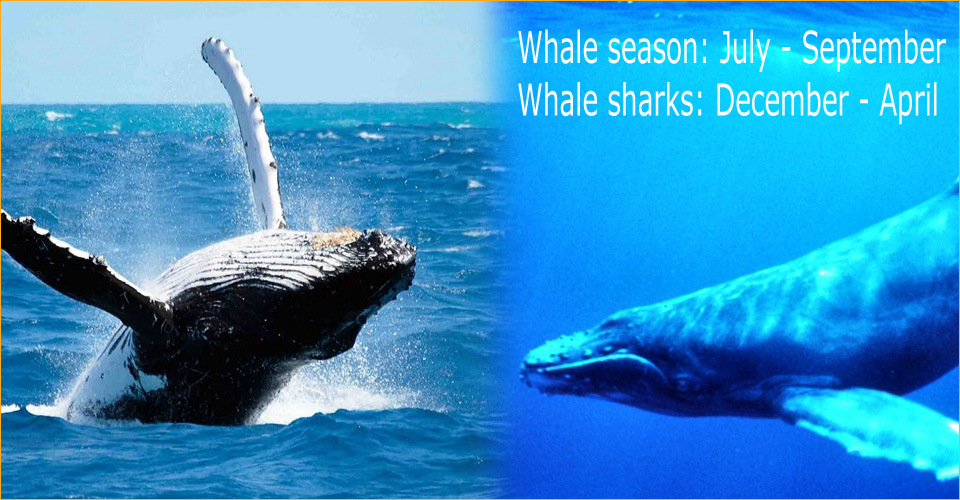 whale-season-panama